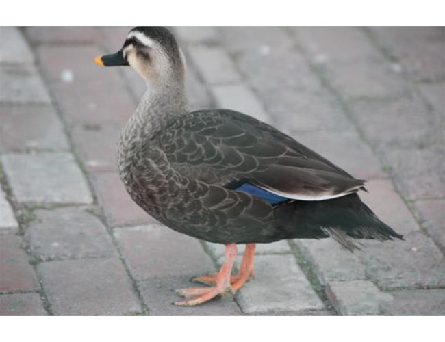 常用動(dòng)物性蛋白質(zhì)肉骨粉有哪些？各有何特點(diǎn)？